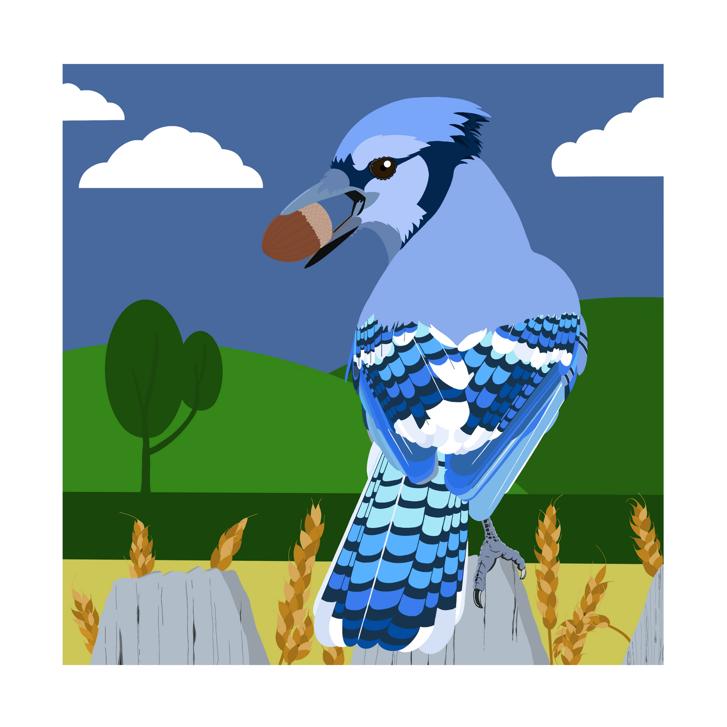 Square greeting card - Blue Jay