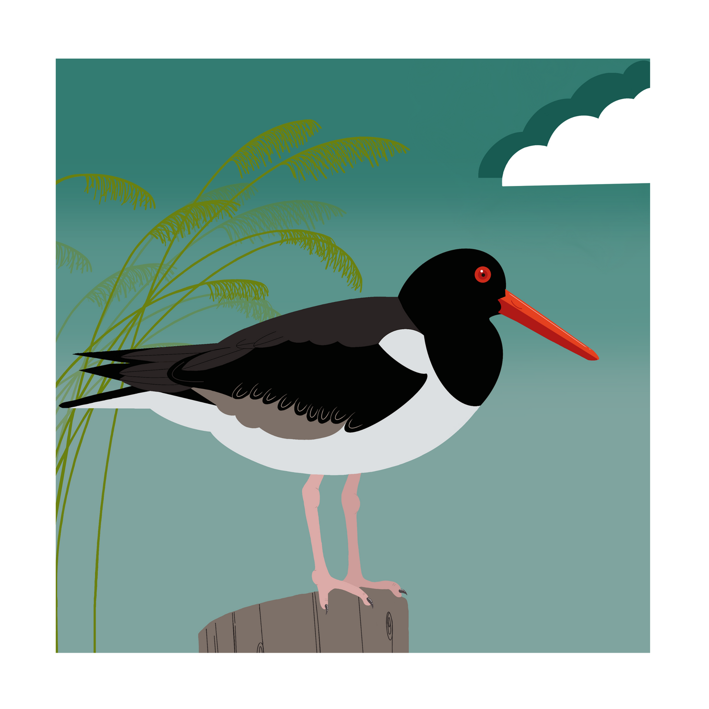 Square greeting card - Oystercatcher