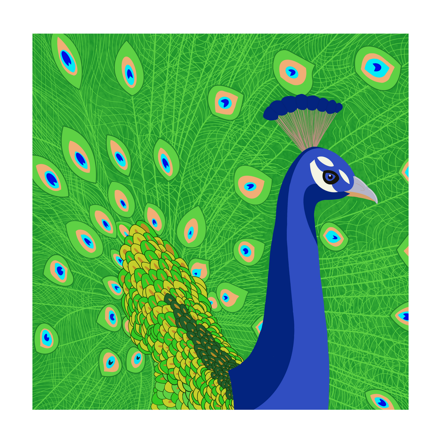 Square greeting card - Peacock