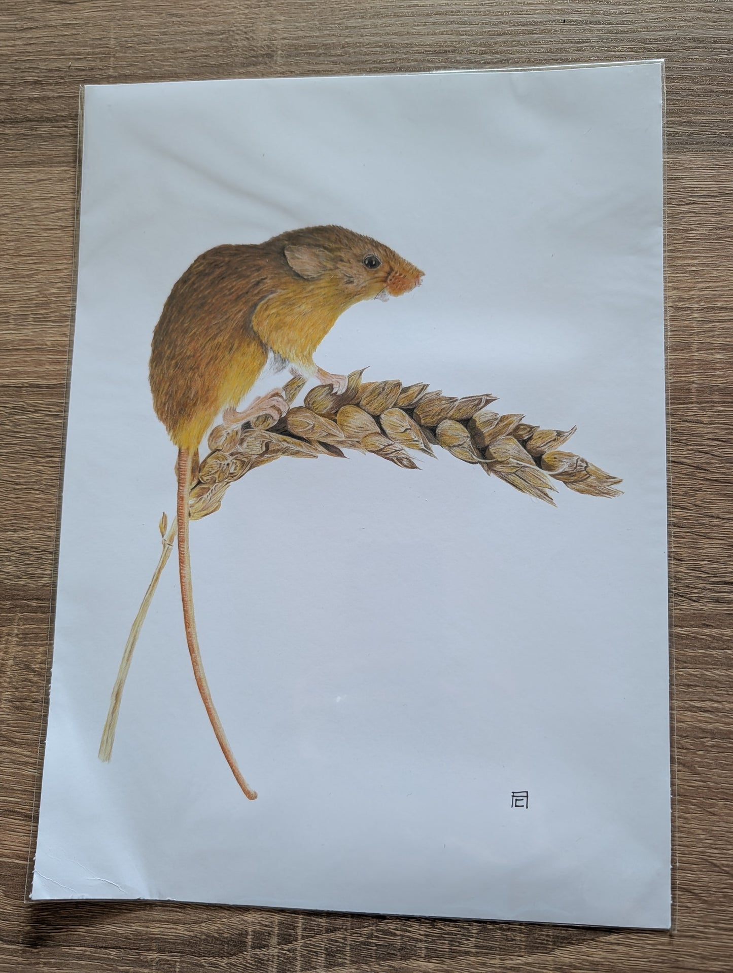 A4 Print - Harvest Mouse