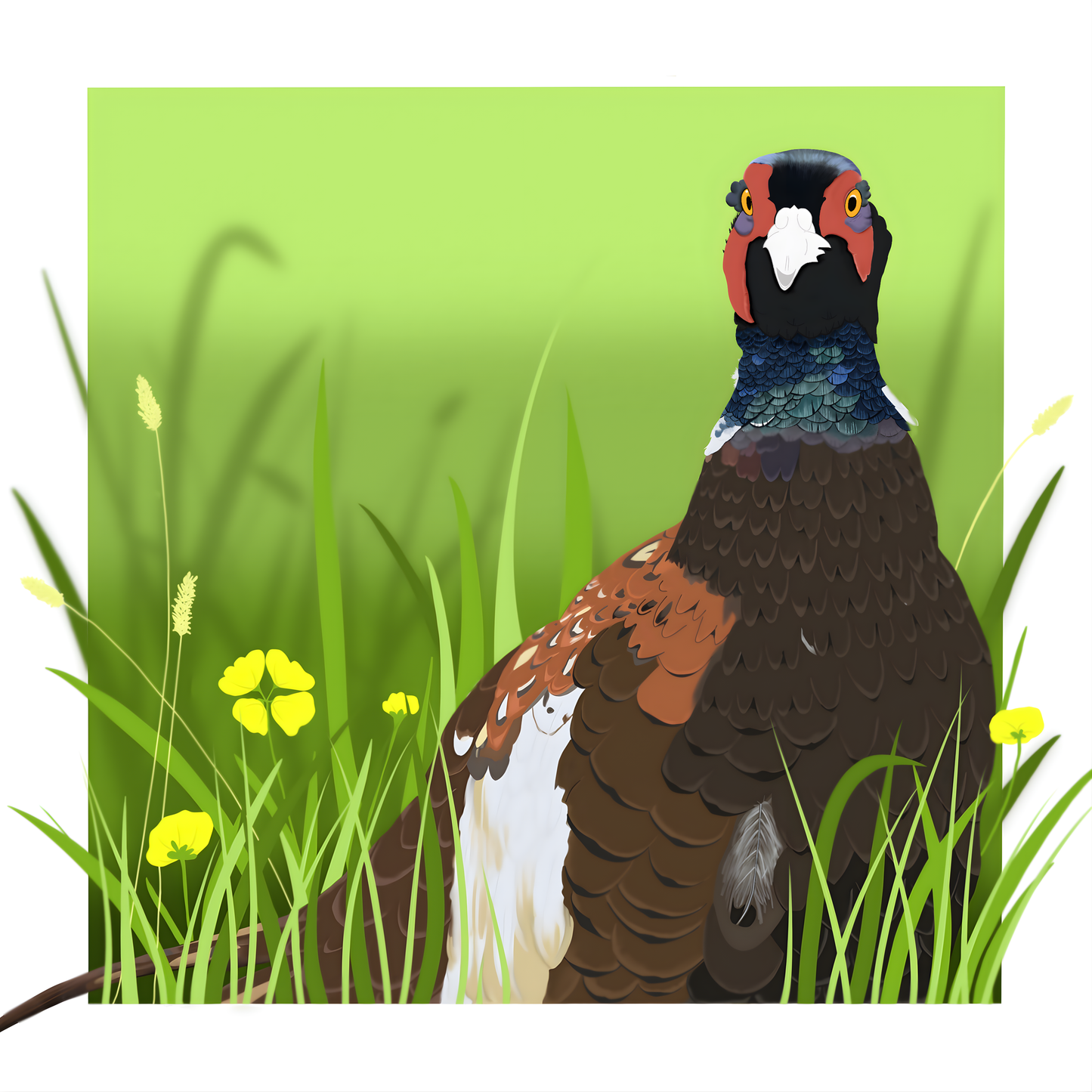 Pheasant - Art Print