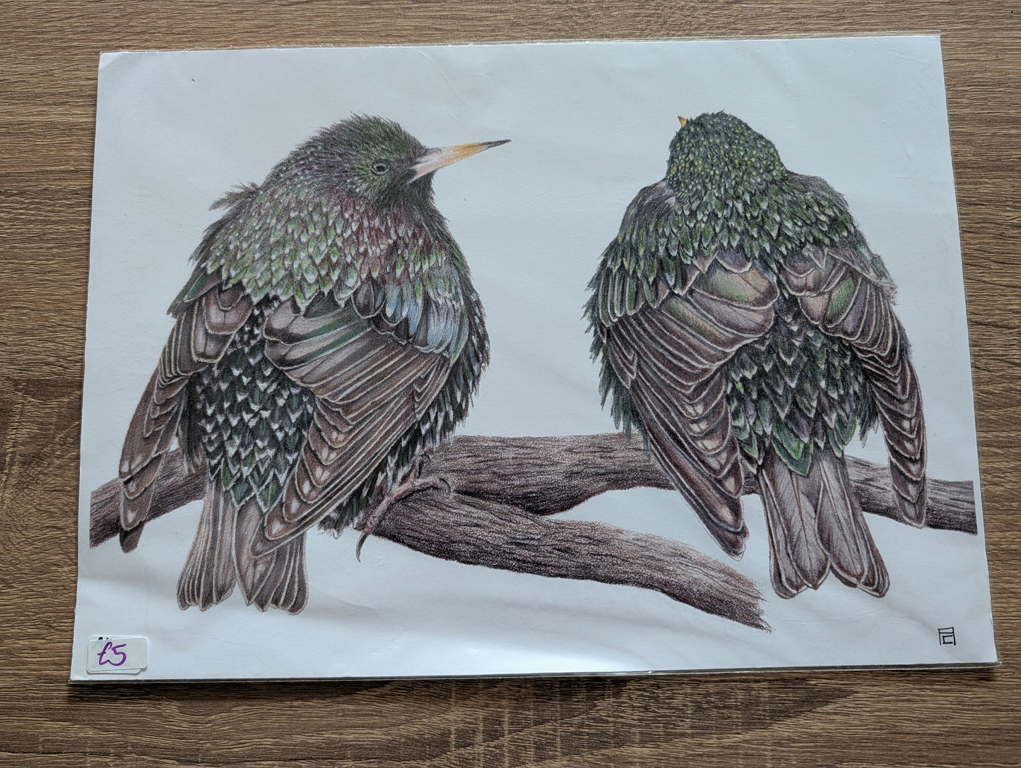 A4 Print - Starlings