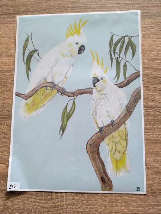A4 Print - Cockatoo